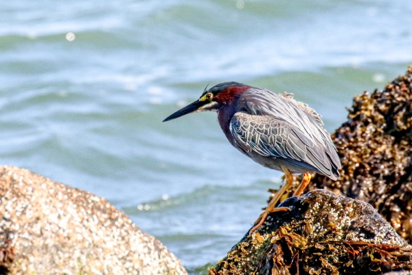 A Green Heron perched on a rock at the shoreline in Cape Cod, Massachusetts