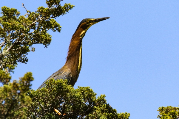 A Green Heron perched in a tree in Cape Cod, Massachusetts
