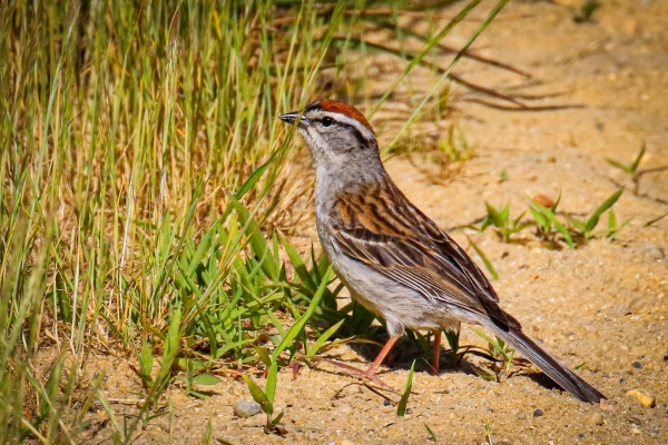 A Chirping Sparrow in Cape Cod, Massachusetts