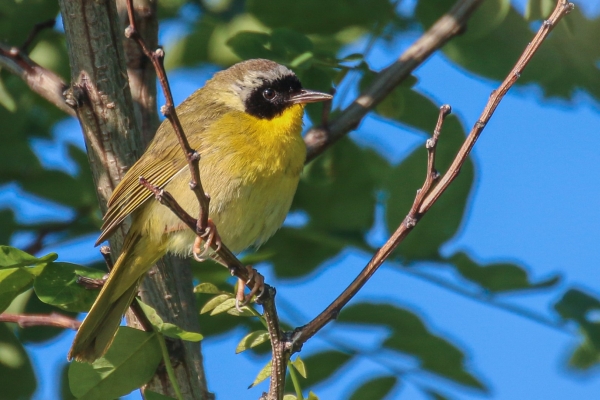 A Common Yellowthroat sits in a tree at Fort hill Trail, Cape Cod, Massachusetts