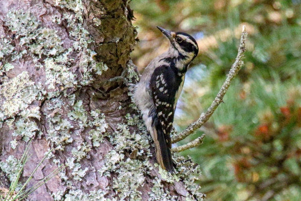 An Downey Woodpecker climbs a tree in search of insects