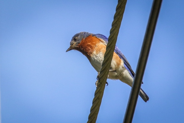 An Eastern Blue Bird on the Cape Cod Trail, South Yarmouth, Massachusetts