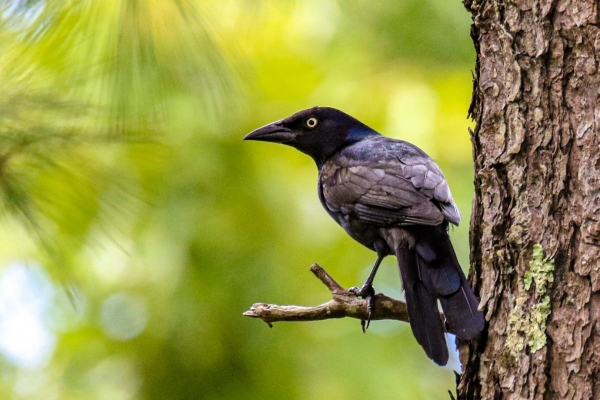 A Grackle scopes the landscape on Cape Cod, Massachusetts
