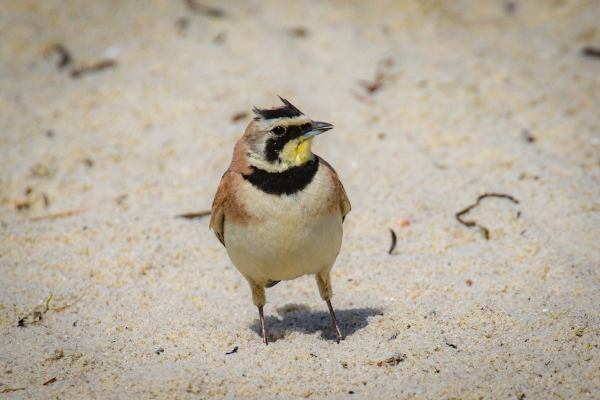 A horned Lark on Smugglers Beach, South Yarmouth, Cape Cod, Massachusetts