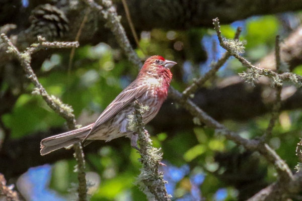 A House Finch perched in a tree on Cape Cod, Massachusetts