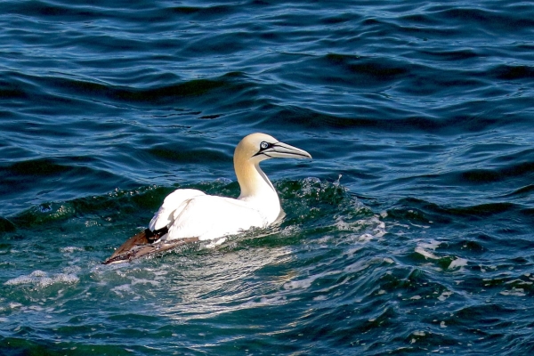 Gannet swims in the harbour at Howth, Dublin, Ireland