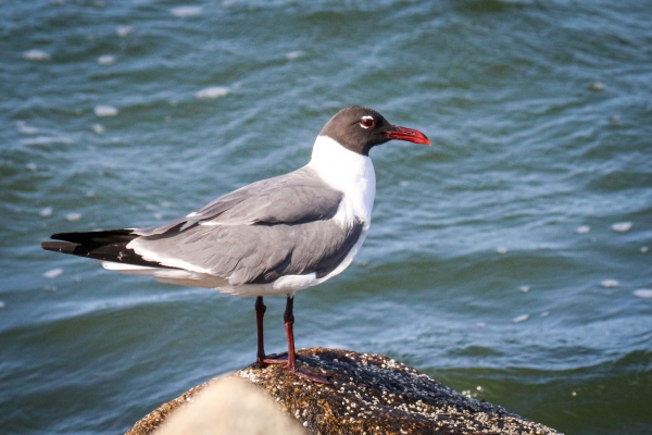 A Laughing Gull looks quite serious on the shoreline of Cape Cod, Massachusetts
