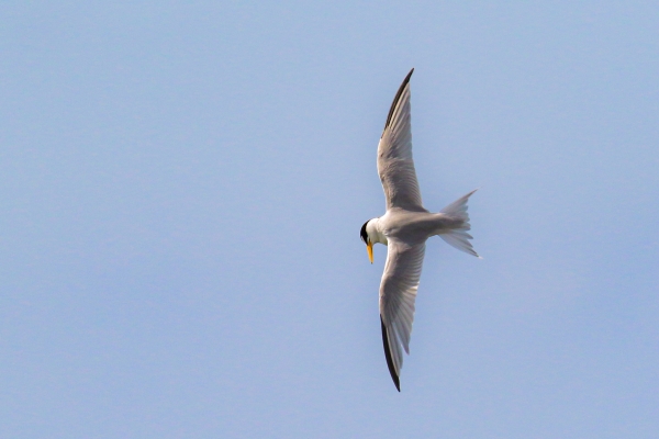 A Least Tern searching for fish in Cape Cod, Massachusetts