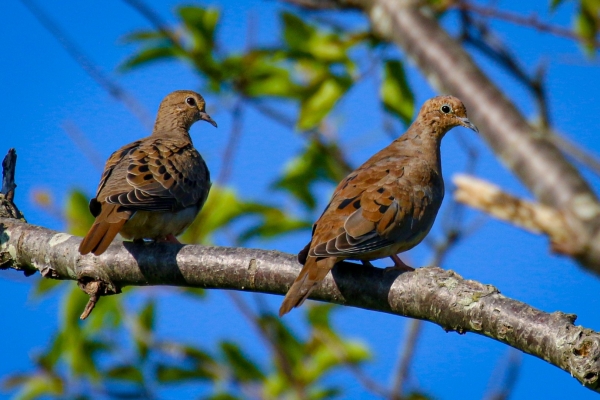 A Pair of Mourning Doves on a tree branch at Fort Hill Trail, Cape Cod, Massachusetts