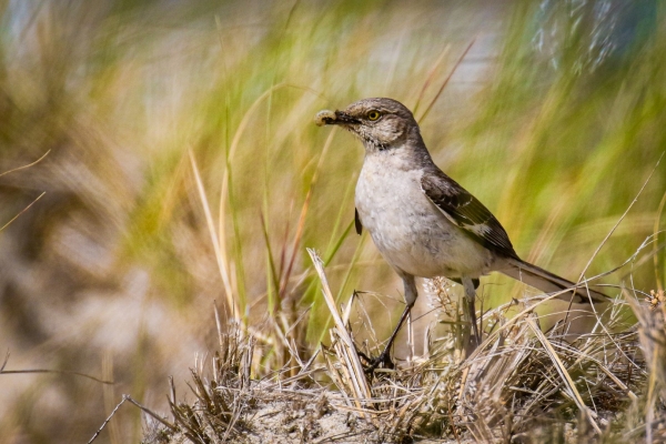A Northern Mocking Bird with a juicy bug at Smugglers Beach, Cape Cod, Massachusetts