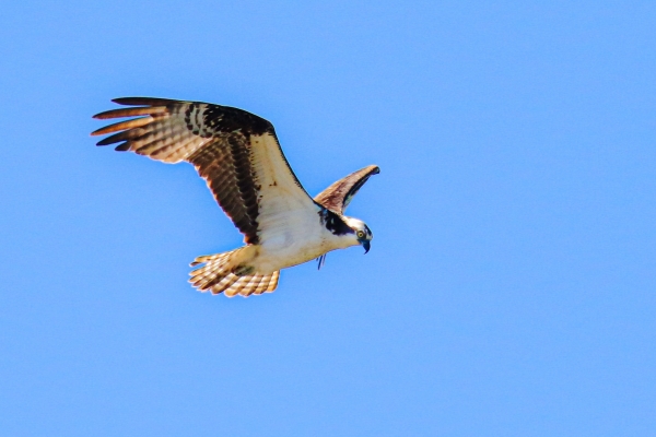 An Osprey searching for fish in Cape Cod, Massachusetts