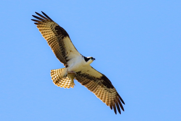 An Osprey soars in a blue Sky over Cape Cod, Massachusetts
