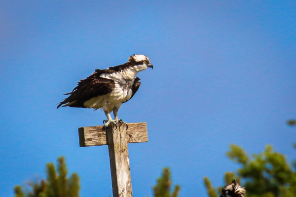 An Osprey perches on a timber steak in Cape Cod, Massachusetts