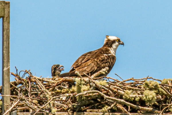 A Young Osprey chick looking for food from a parent, Cape Cod, Massachusetts