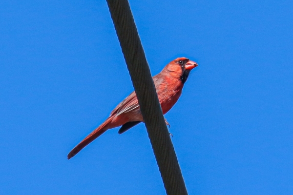 A Red Cardinal on the Cape Cod Trail, South Yarmouth, Massachusetts