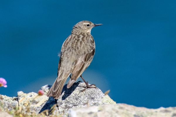Rock Pipit sitting on a Rock at Howth Head, Dublin!