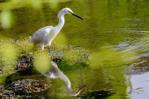 A Snowy Egret reflected in shallow water in Cape Cod, Massachusetts