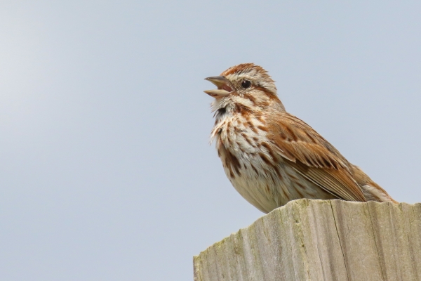 A Song Sparrow sings from a fence post!