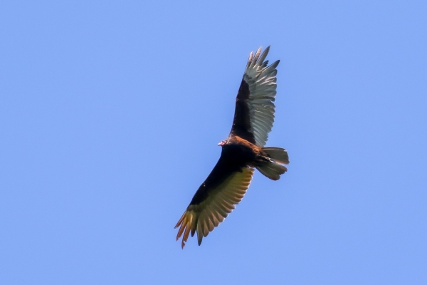 A Turkey Vulture soars in a blue sky over Cape Cod, Massachusetts