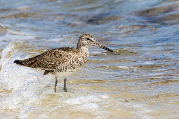 A Willet om the shoreline at Smugglers Beach, Cape Cod, Massachusetts