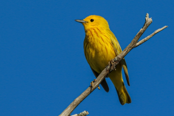 A Yellow Warbler perched on a tree branch in Cape Cod, Massachusetts