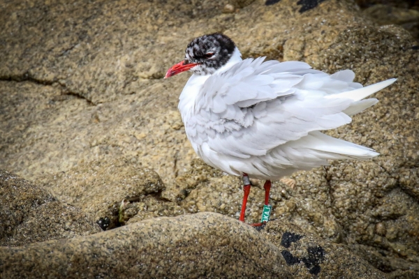 A Mediterranean Gull roosts on the rocks at Bullock Harbour, Dublin