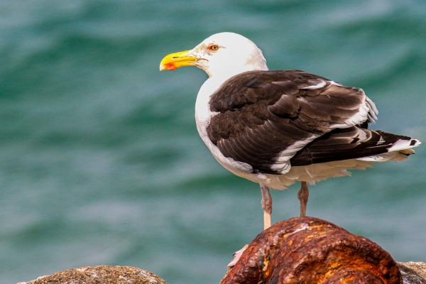 A Gull rests on the shoreline at Bullock Harbour, Dublin
