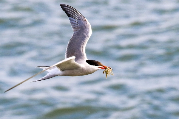 A Common Tern bringing a crab back to the nest