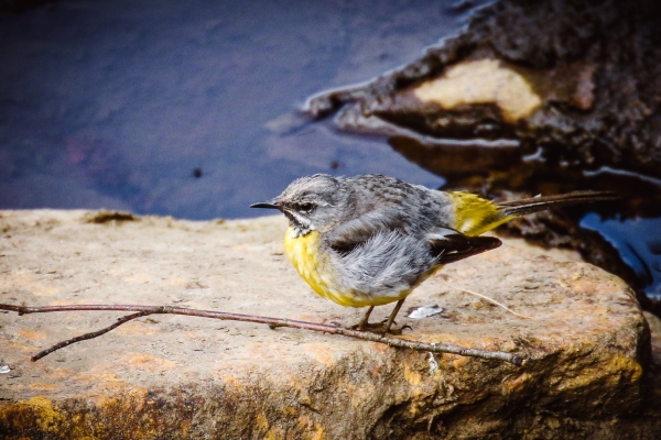 A Grey Wagtail on the Avoca River