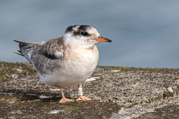 A Juvenile Common Tern rests on the "Great South Wall", Dublin, Ireland