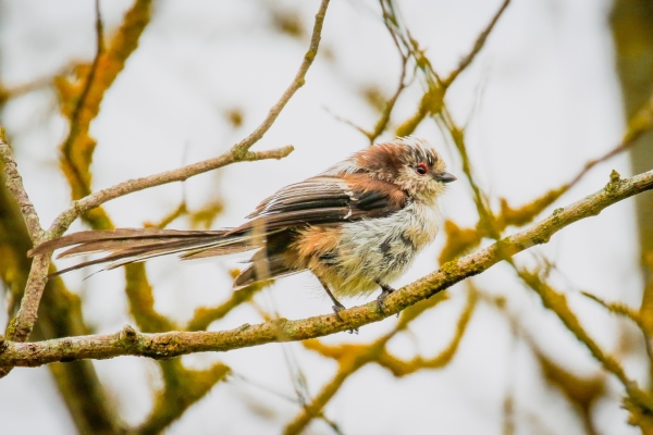 A Long Tailed Tit at Turvey Nature Reserve, North Dublin