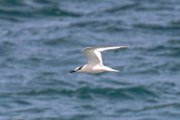 A Sandwich Tern fling offshore at Dalkey, County Dublin