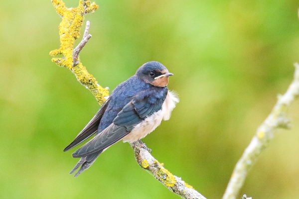 A Juvenile Swallow taking a rest at Turvey Nature Reserve, Dublin