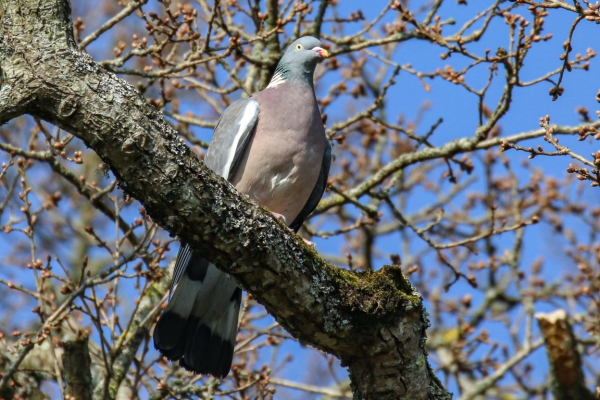 A Wood Pigeon perched in a tree at Turvey Nature Reserve, Dublin