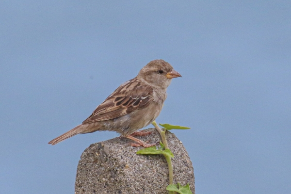 A House Sparrow sits on post on a sunny day in Bray, County Wicklow!