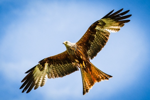 A Red Kite soars over the Avoca River in Wicklow, Ireland