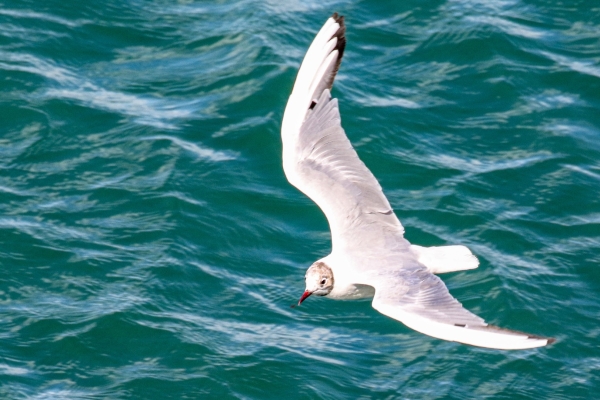 A Black Headed Gull flies along the cliffs at Bray Head, County Wicklow