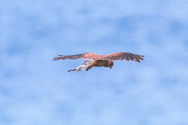 A Kestrel hovers over the cliff at Bray Head, County Wicklow