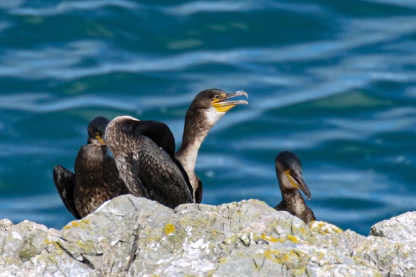 A Cormorant sits on the rocky shoreline at Bray Head, County Wicklow