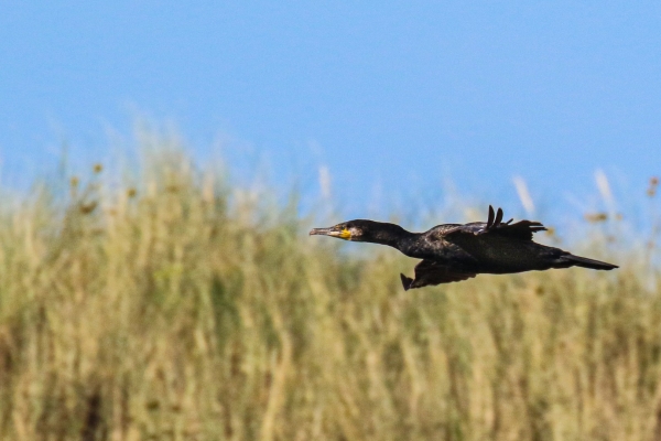 A Cormorant flies up the channel at Malahide Estuary