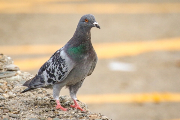 A Feral Pigeon at Bray Head, County Wicklow