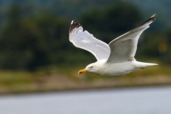 A Herring Gull flies up the channel at Soldiers Point, Dundalk, Ireland