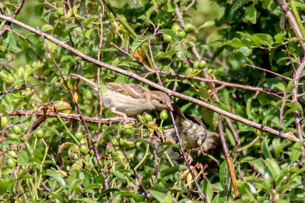 A House Sparrow foraging for food in a hedgerow at Broadmeadows Estuary, Swords, County Dublin