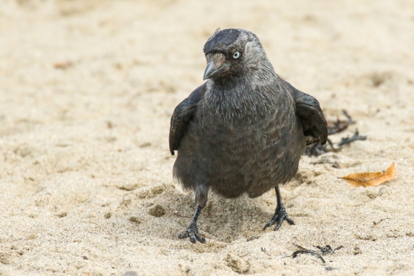 A Jackdaw on the beach at Bray Head, County Wicklow