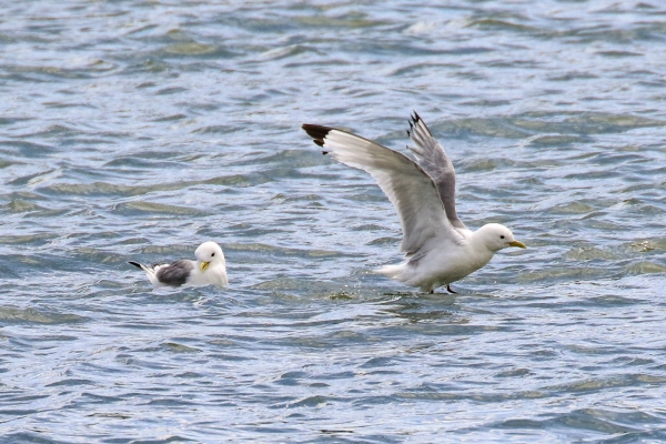 Kittiwakes in the harbour at Bray Head, County Wicklow