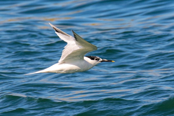 A Sandwich Tern flies down the channel at Malahide Estuary, Dublin