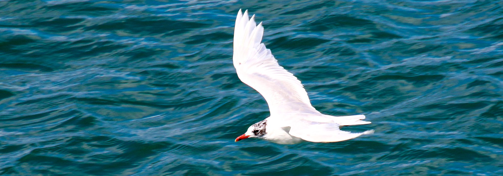 A Mediterranean Gull flies just off Bray Head in County Wicklow