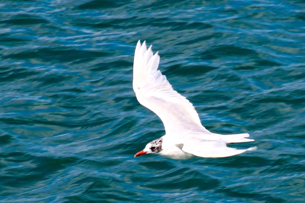 A Mediterranean Gull flies low over the water at at Bray Head, County Wicklow