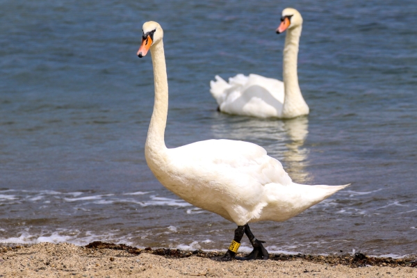 A Mute Swan at the harbour at Bray Head, County Wicklow