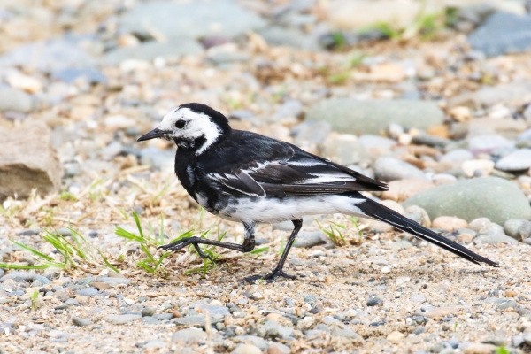 A Pied Wagtail at the beach at Bray Head, County Wicklow
